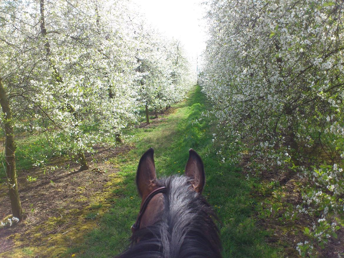 Westfaler Dolce Vita - Taget d. 03-05-2012
Vita der nyder en tur i plantagen!:-) billede 13