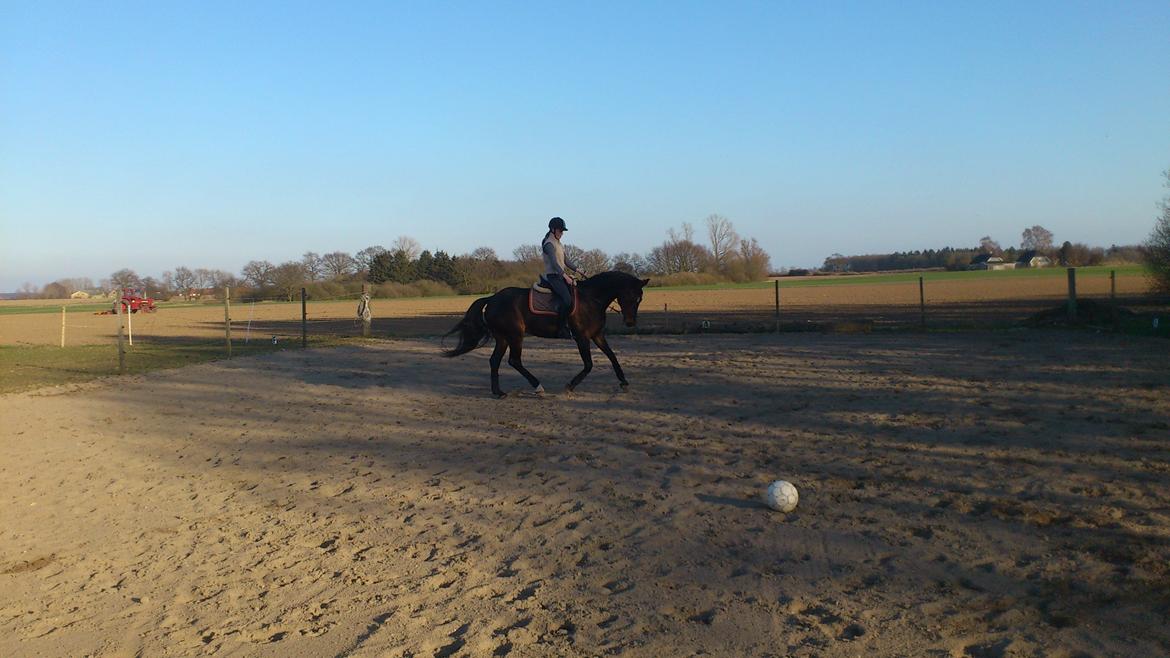 Westfaler Dolce Vita - Taget d. 22-03-2012
 billede 14