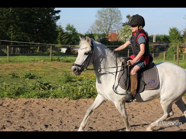 Welsh Partbred (Sec F) TofteKjærs Loralai {Tulle} *soglt* Du var bedst<3 - tulle hos hendes nye ejer freja :) de 2 er et godt par<3 billede 19