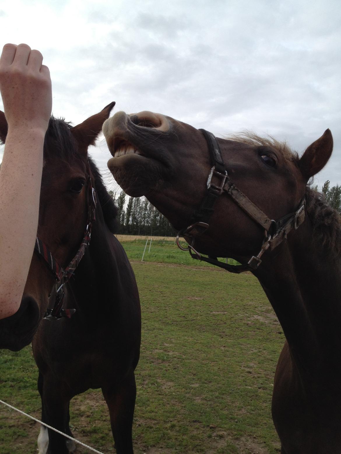 New Forest Roløkke Softice -MIT ET OG ALT!- - Softice der smiler på kommando:-P billede 15