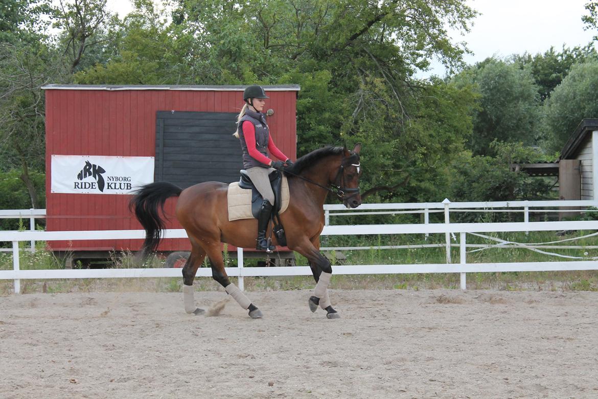 Arabisk fuldblod (OX) Al Fatah SOLGT - sommer 2012 <3 Foto: Katarina  billede 16