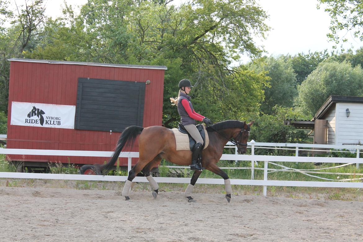 Arabisk fuldblod (OX) Al Fatah SOLGT - sommer 2012 <3 Foto: Katarina billede 17