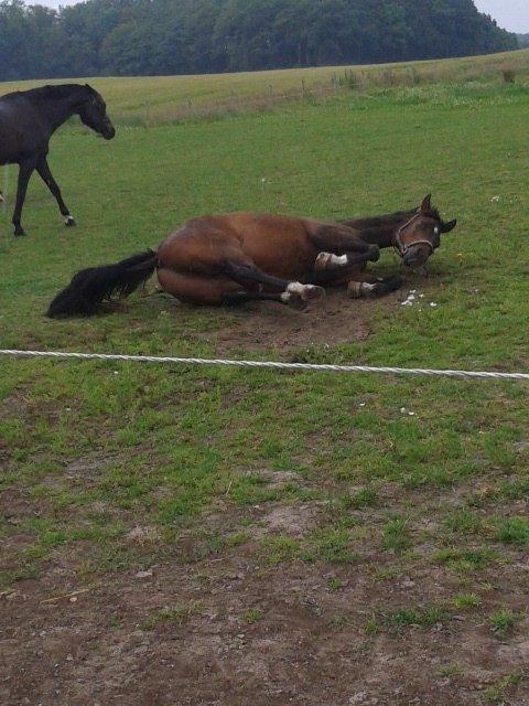 Hollandsk Sportspony Ivaro billede 10