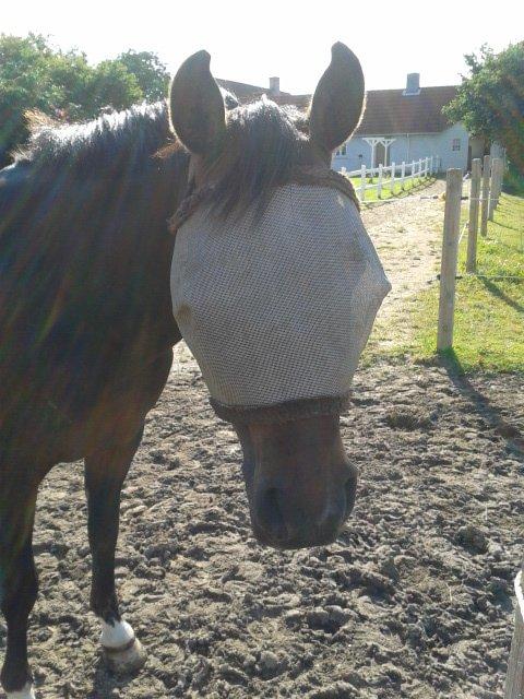 Hollandsk Sportspony Ivaro billede 11