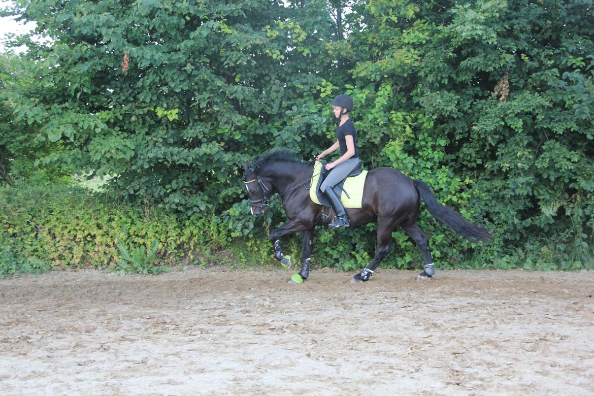 Welsh Cob (sec D) Thornvig Shadow - Pony har ikke helt tabt hingsteudseendet endnu!;D billede 2