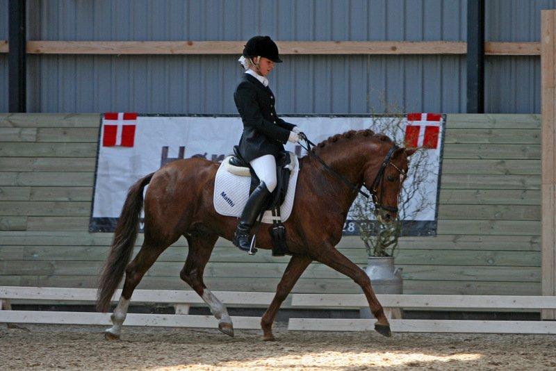 DSP Matthi - Der findes ingen som dig Matthi... Landsstævne på Heslegaard, på en meget fræk pony! <3 Foto: Sanne Svendsen - Tak!
 billede 1