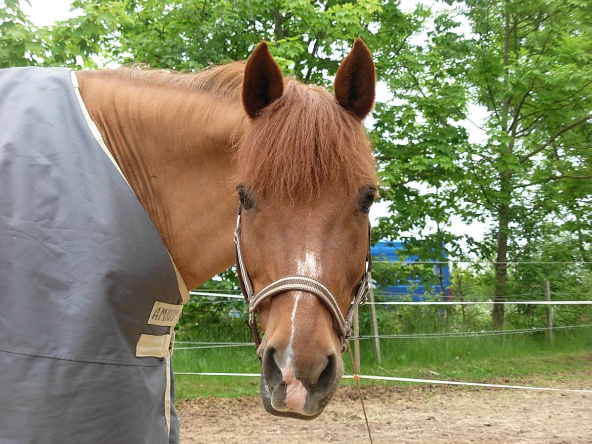 Anden særlig race Lise (DK) | Tidl. lånehest | R.I.P. billede 19