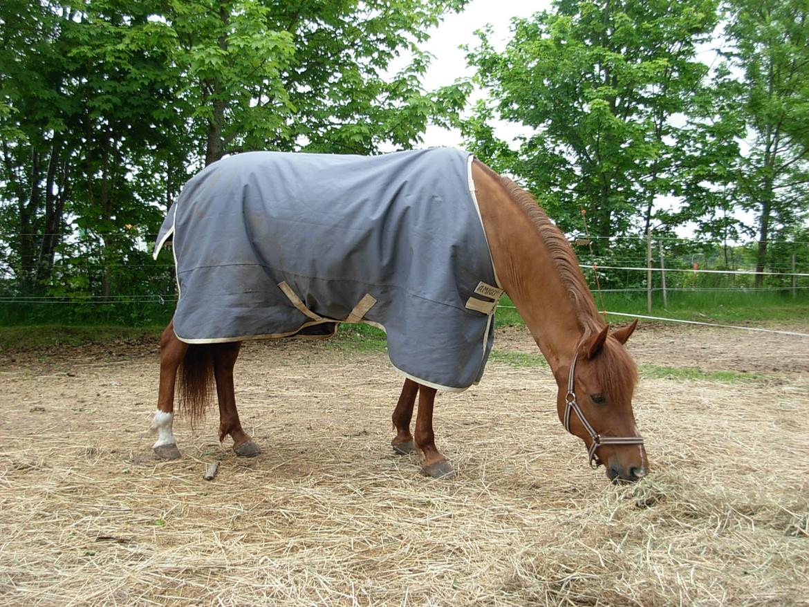 Anden særlig race Lise (DK) | Tidl. lånehest | R.I.P. billede 15