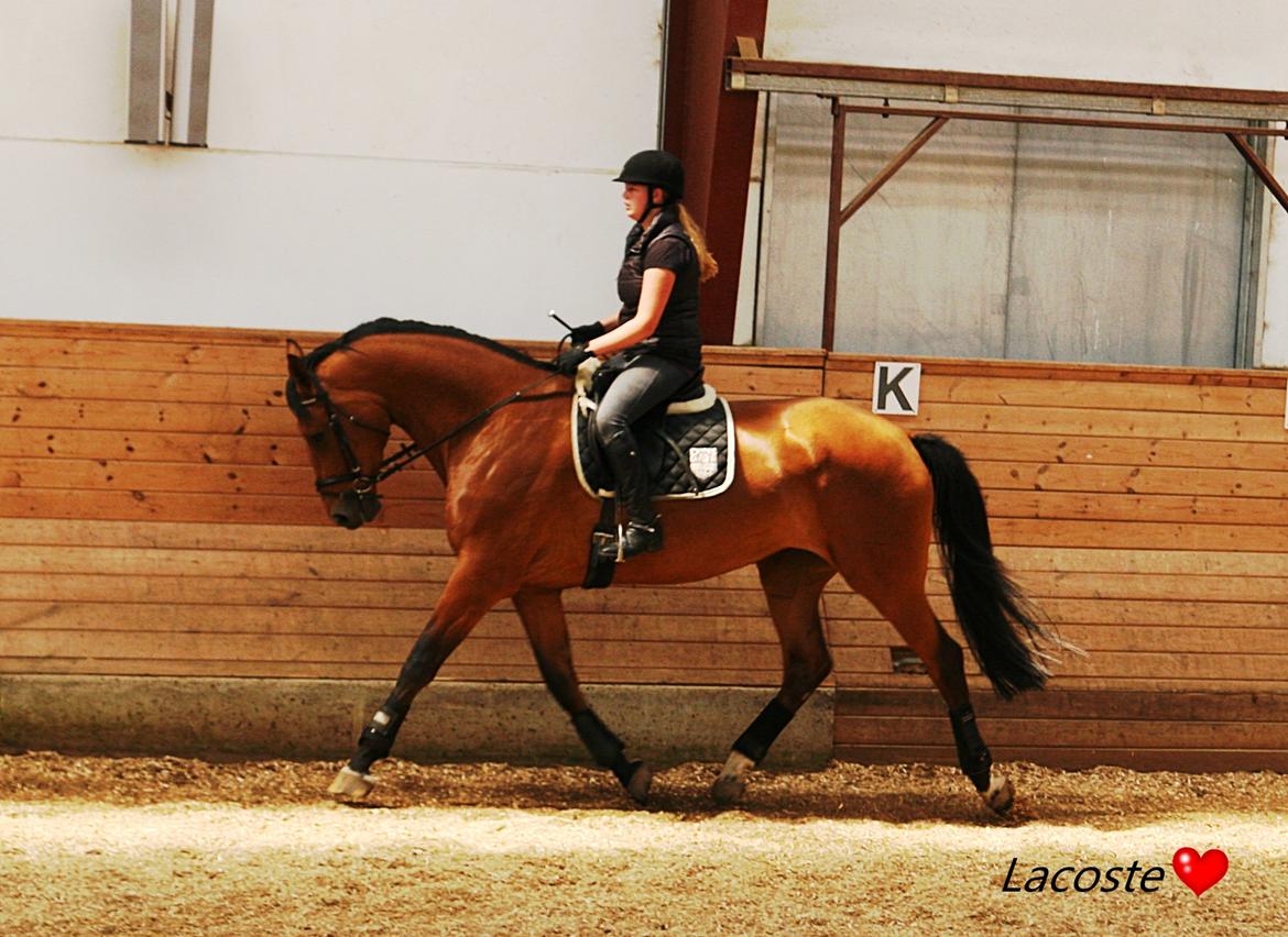 Dansk Varmblod - Lacoste [HIMMEL HEST] - 12) billede 12