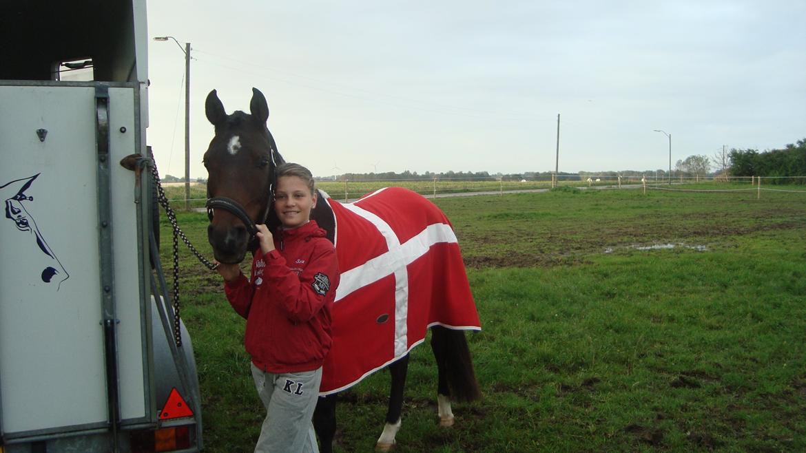 Hollandsk Sportspony Ivaro billede 13