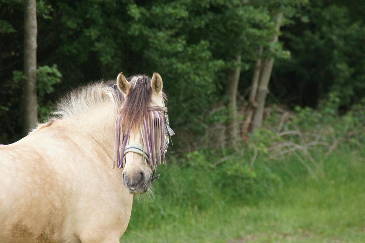 Anden særlig race Vangshøjs Baily <3 B-PONY - Ubeskrivelig skønhed :) Foto: Line Jepsen billede 9