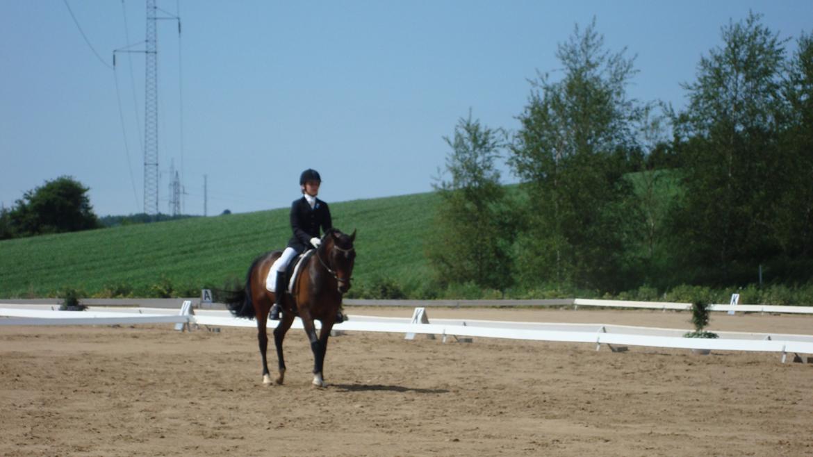 Hollandsk Sportspony Ivaro billede 15