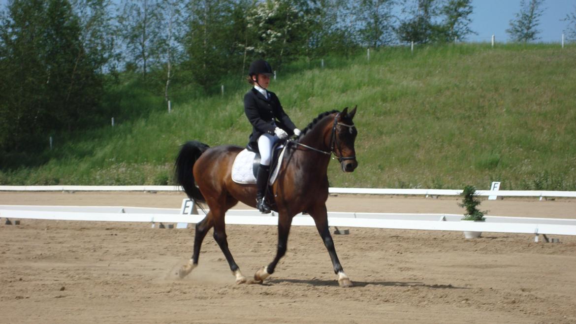 Hollandsk Sportspony Ivaro billede 16