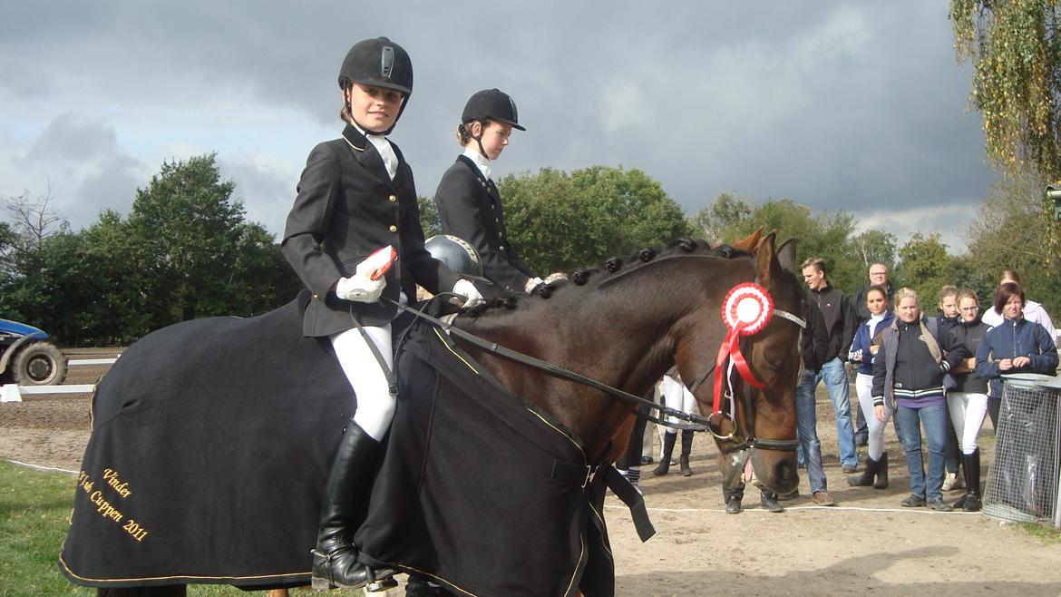 Hollandsk Sportspony Ivaro billede 19