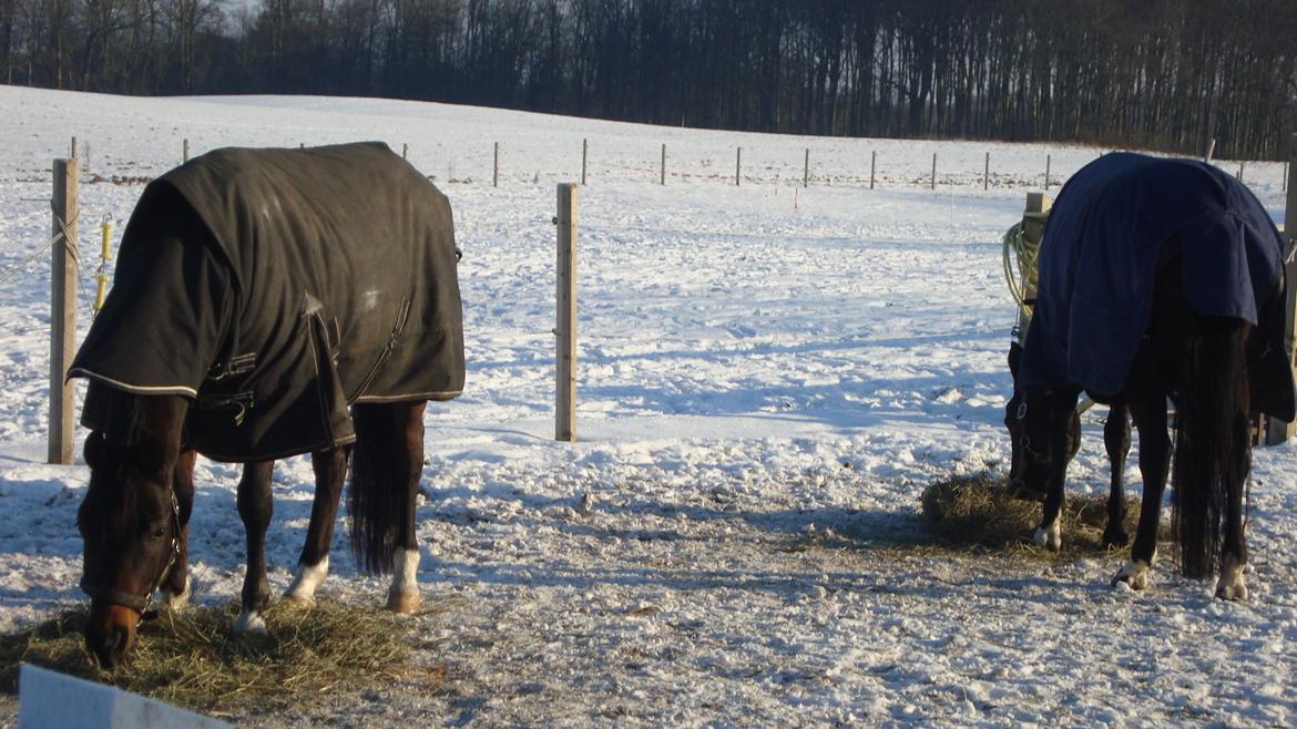 Hollandsk Sportspony Ivaro billede 20