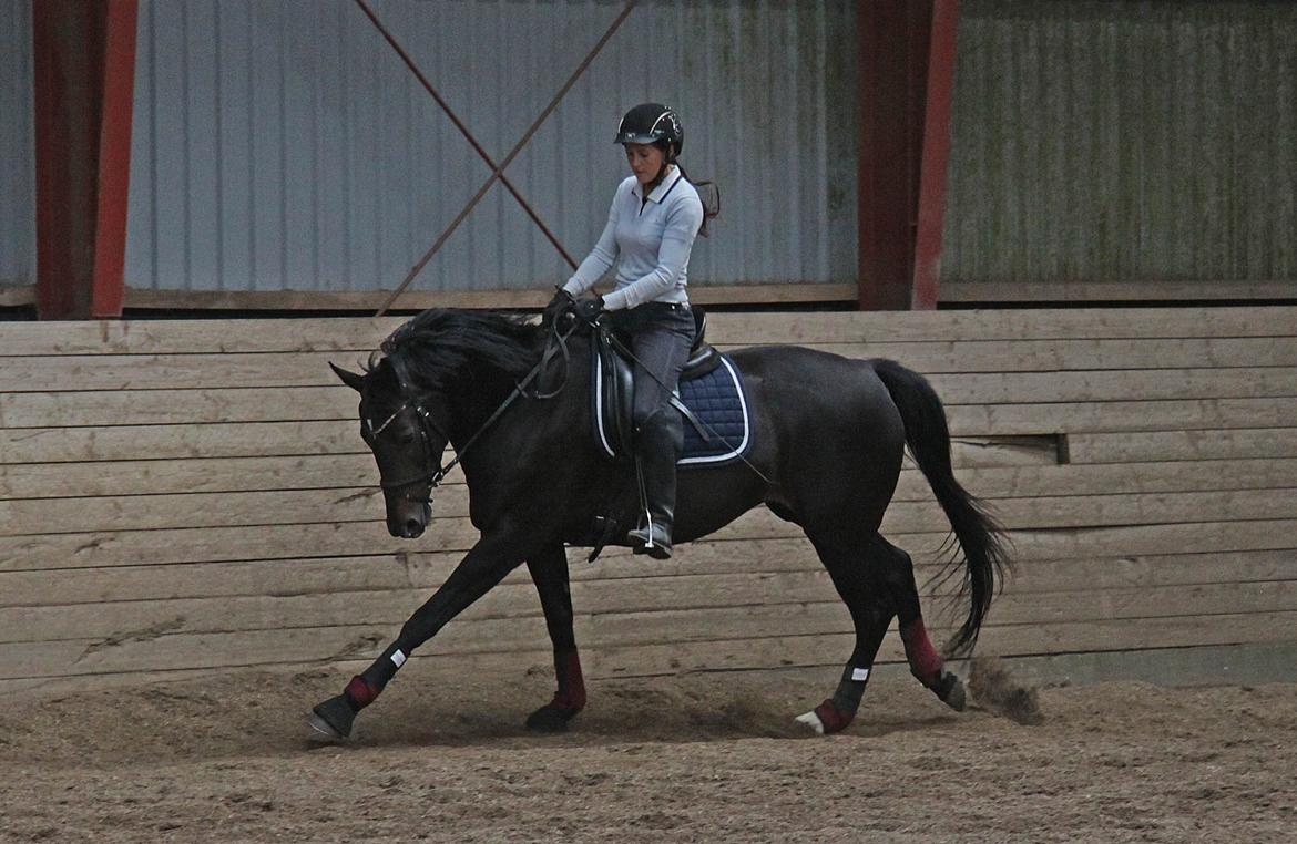 Oldenborg Chassie Moon *Solgt* - Chassie og Louise igen - Galop billede 15