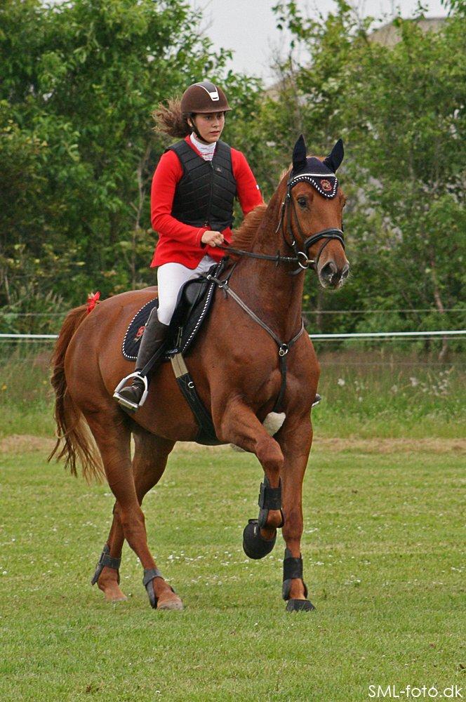 Dansk Varmblod Elmegårdens Akan billede 8