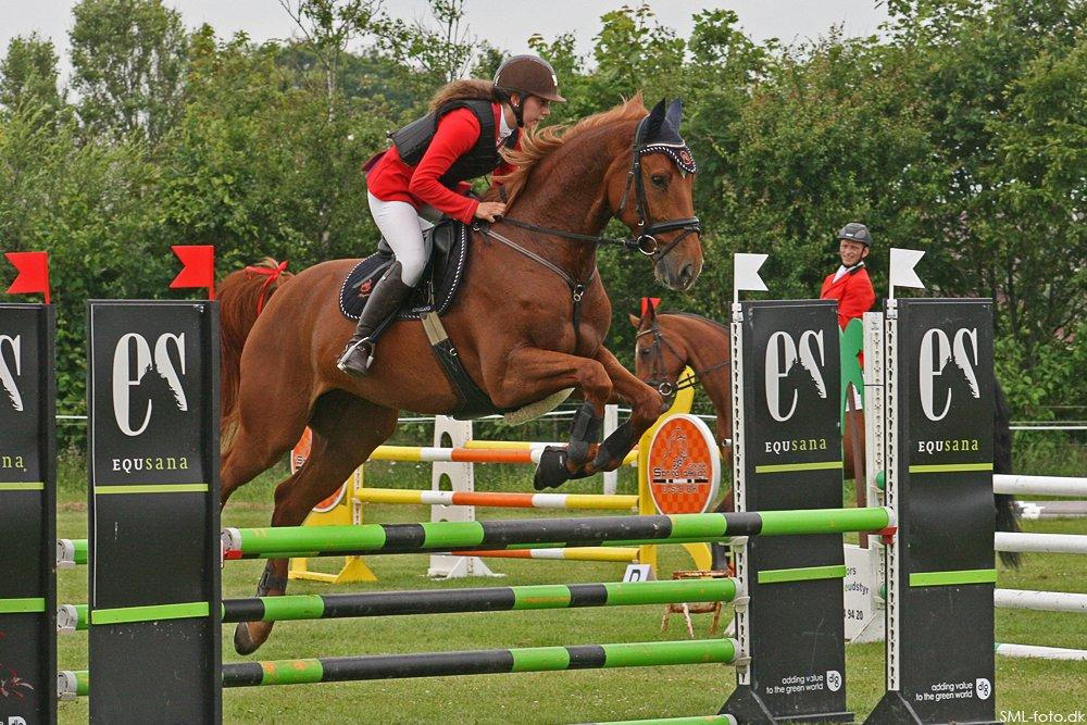 Dansk Varmblod Elmegårdens Akan billede 10