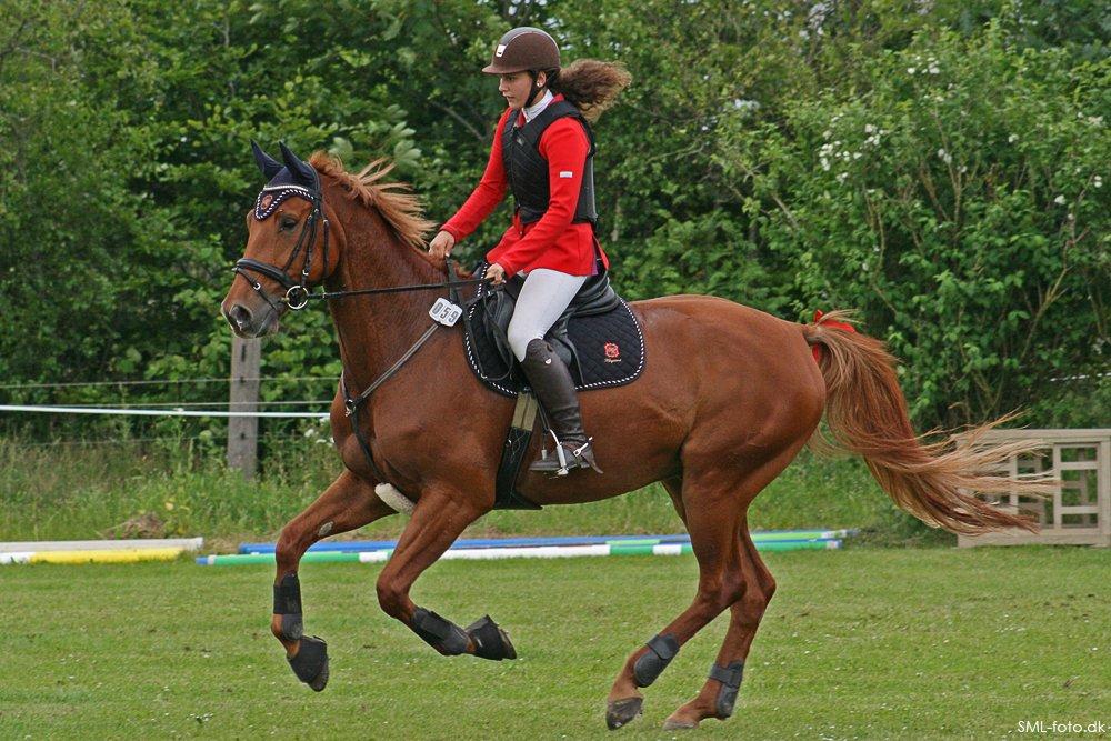 Dansk Varmblod Elmegårdens Akan billede 11