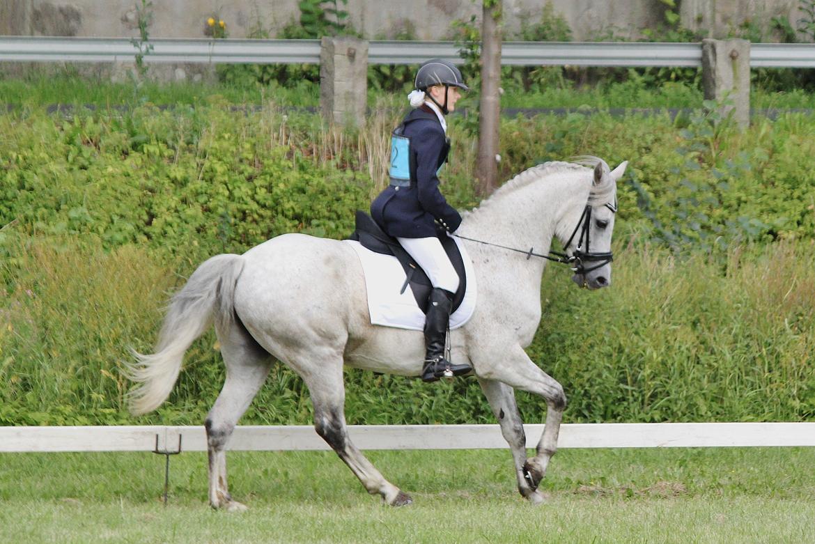 Connemara - Hedegårdens Junker |B-pony| - Galop i cncp90 LA* dressur  (OBS jeg sidder alt for langt fremme, på det her billede fordi jeg blev mega nervøs inden jeg skulle ind !) billede 16