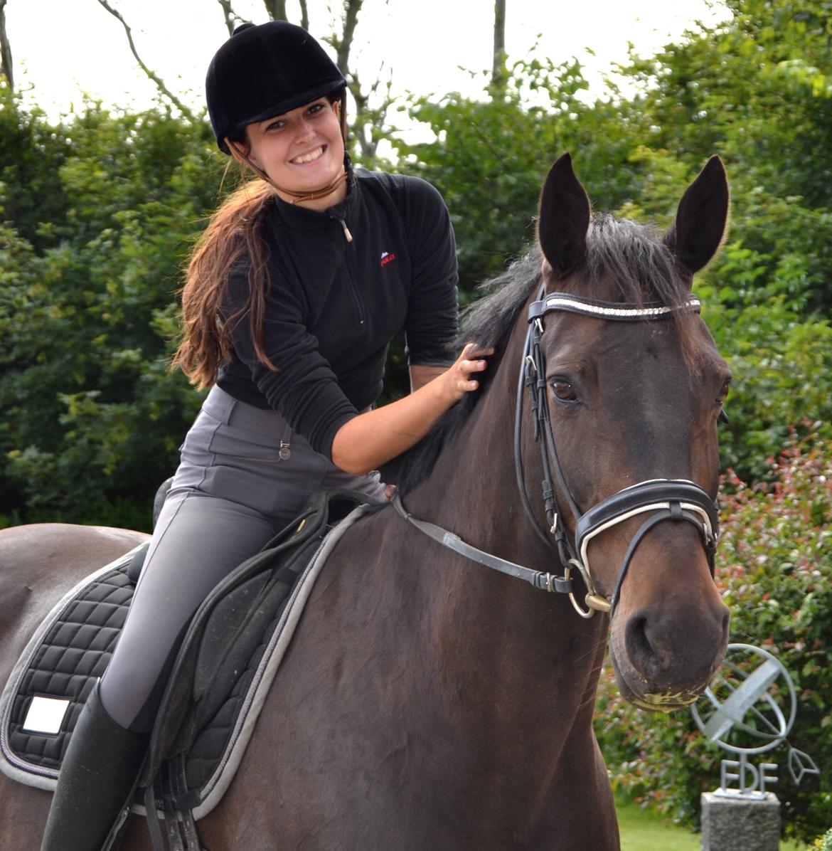 Dansk Varmblod Aristo - Efter træning den 21. juli 2012 billede 1