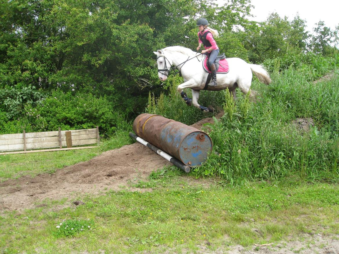 Irsk Sportspony Crocketstown Spotty billede 3