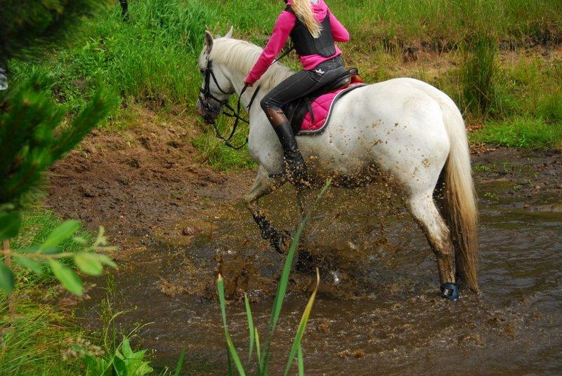 Irsk Sportspony Crocketstown Spotty - Spotty er en værre vandhund billede 2