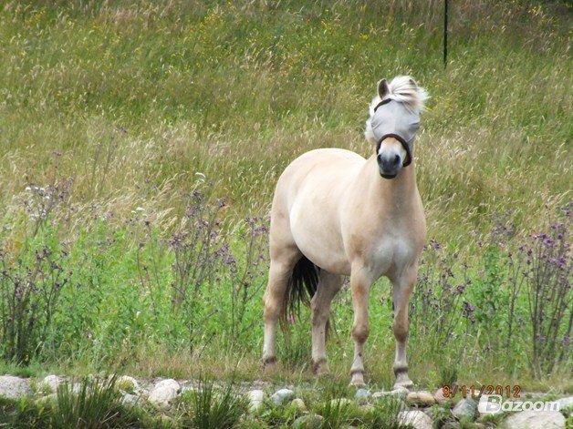 Fjordhest Odin<3 billede 1
