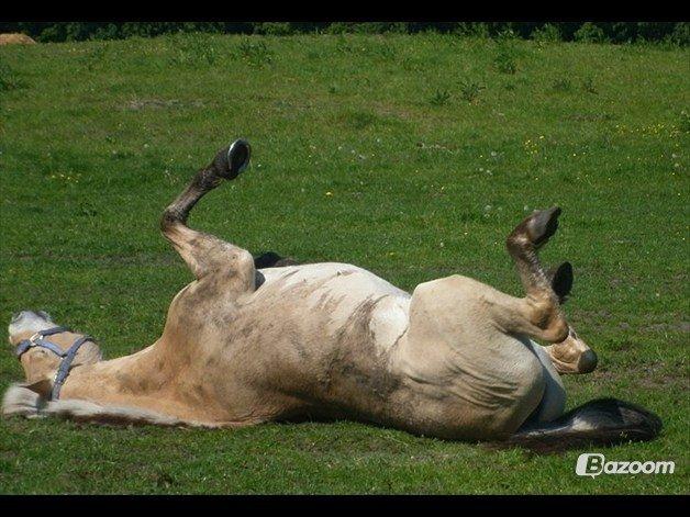 Fjordhest Odin<3 billede 2