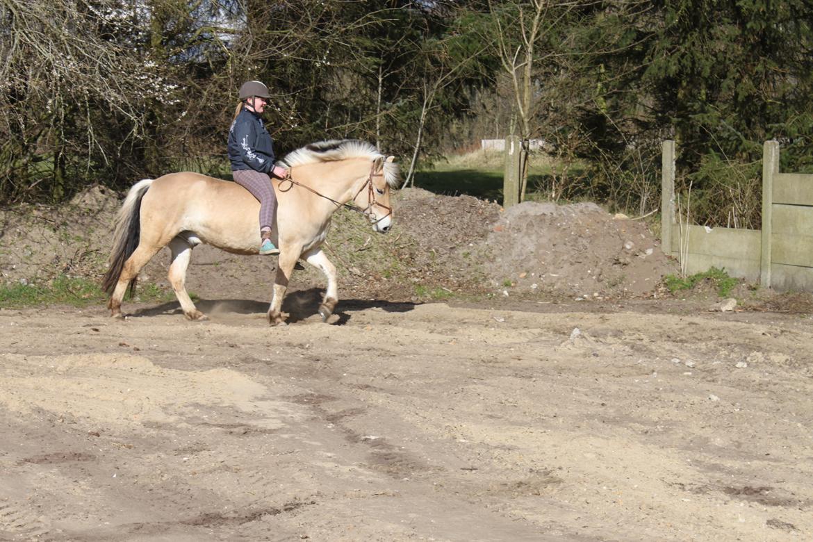 Fjordhest Odin<3 billede 3