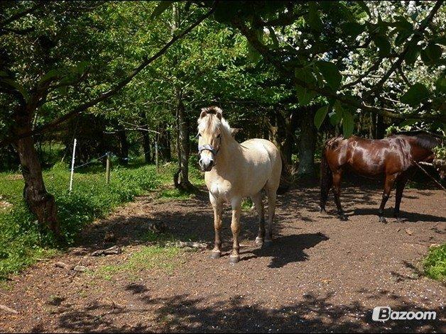 Fjordhest Odin<3 billede 4
