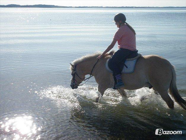 Fjordhest Odin<3 billede 5