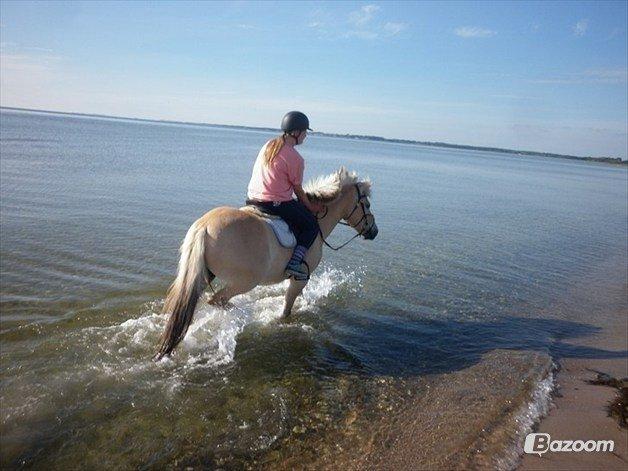 Fjordhest Odin<3 billede 6