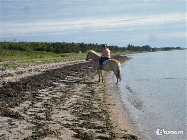 Fjordhest Odin<3 billede 7