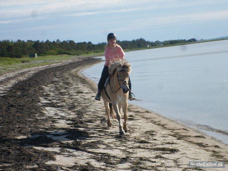 Fjordhest Odin<3 billede 8