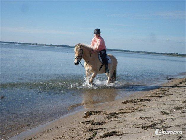 Fjordhest Odin<3 billede 9