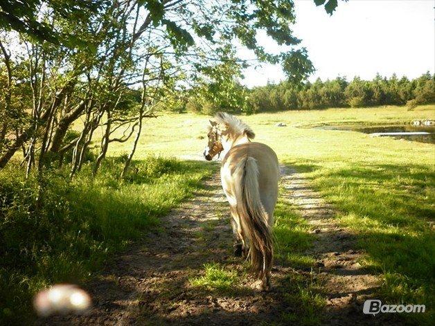 Fjordhest Odin<3 billede 10