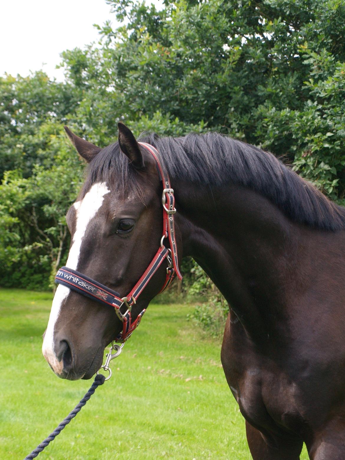 Dansk Varmblod Constantias whalisting solgt billede 1