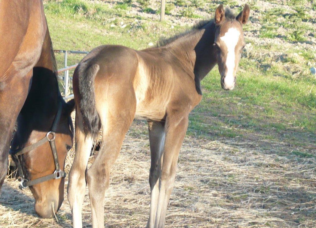 Dansk Varmblod Constantias whalisting solgt billede 7