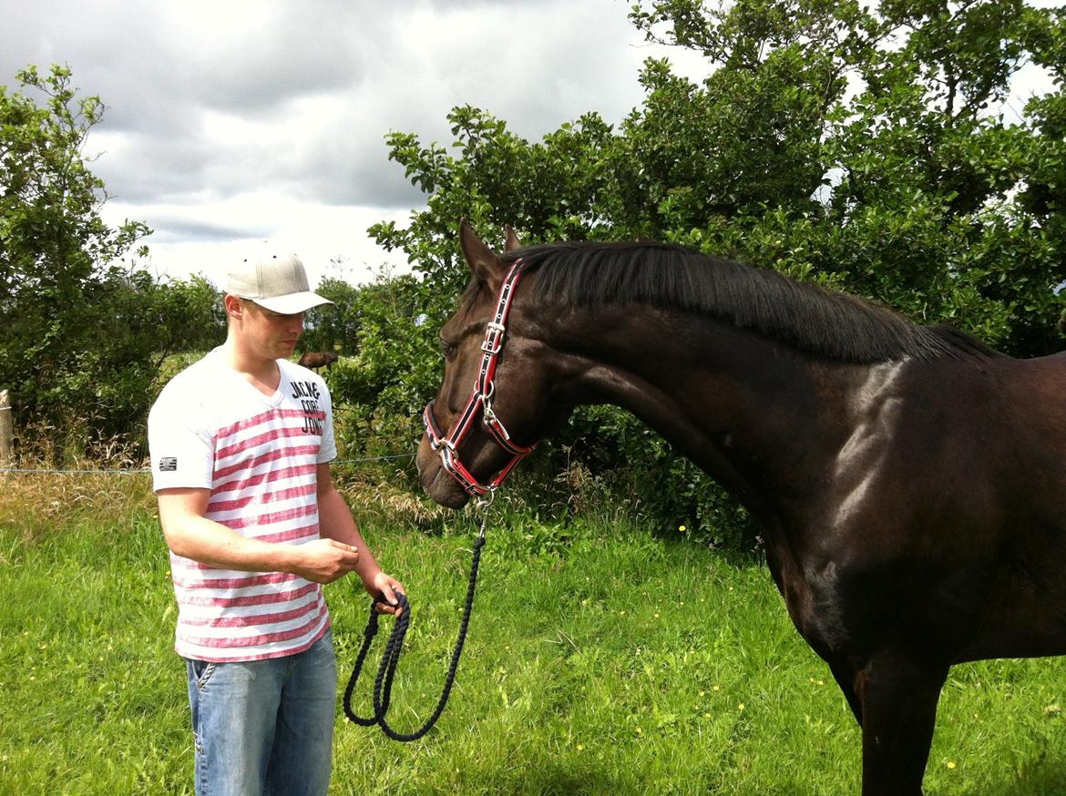 Dansk Varmblod Constantias whalisting solgt billede 8