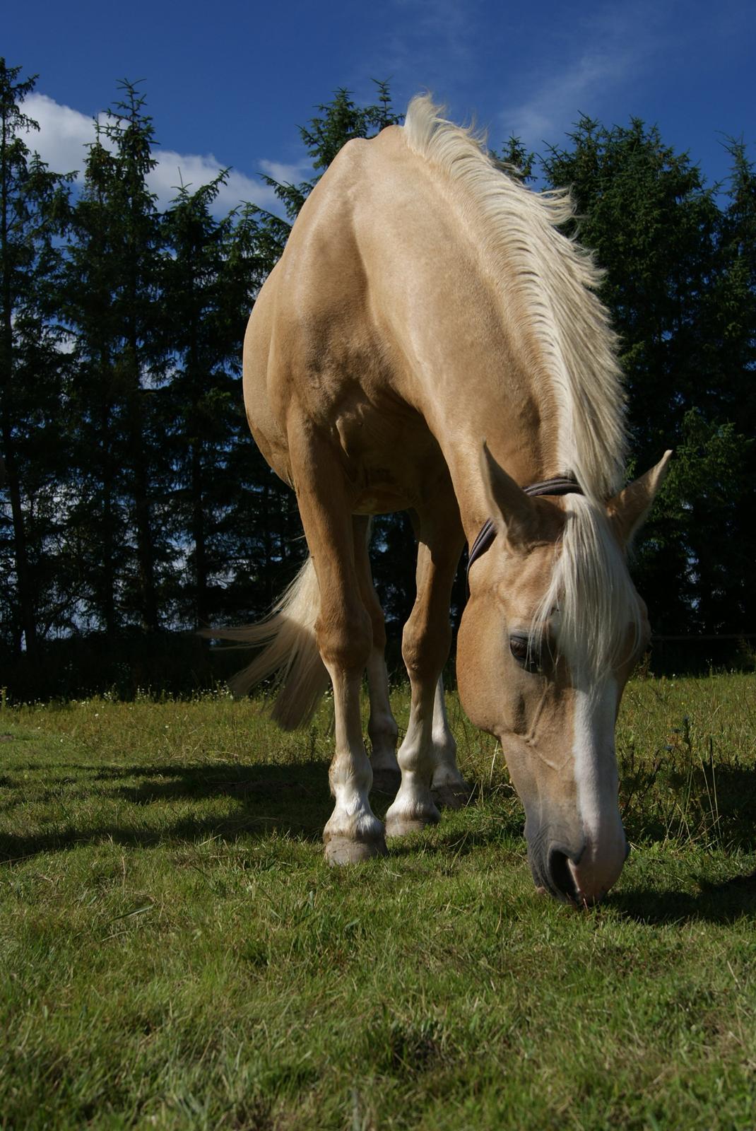 Palomino Coco`s Calypso - sommer 2012 billede 7