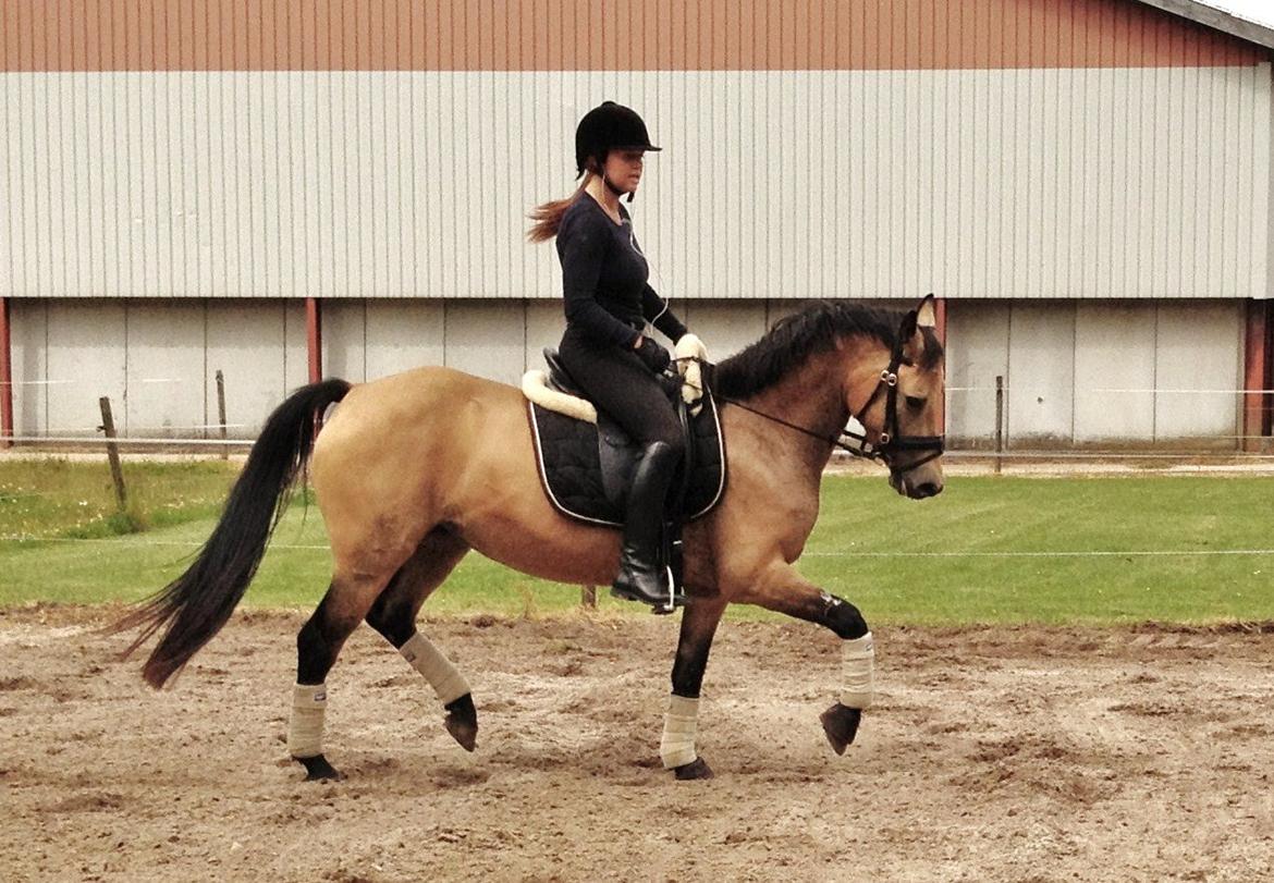 Anden særlig race Assenhøj's Bellezza - juli 2012 billede 8