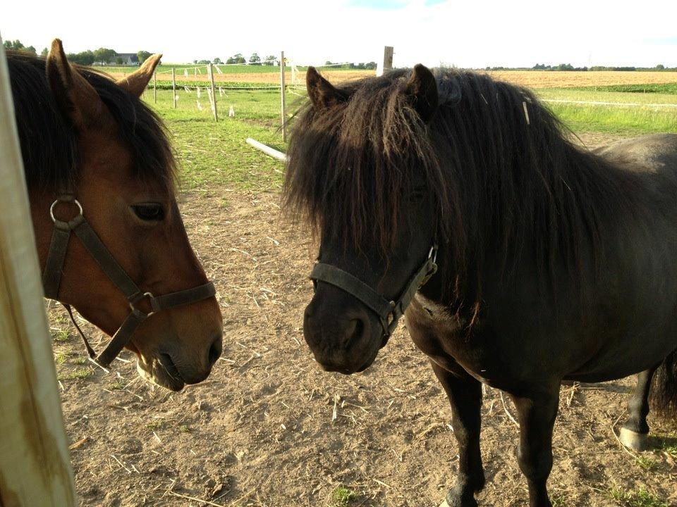 Shetlænder Felix - Smukke Felix, og Bella til venstre. billede 4