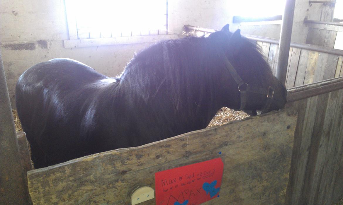 Shetlænder Felix - I hans gamle boks <3 billede 5