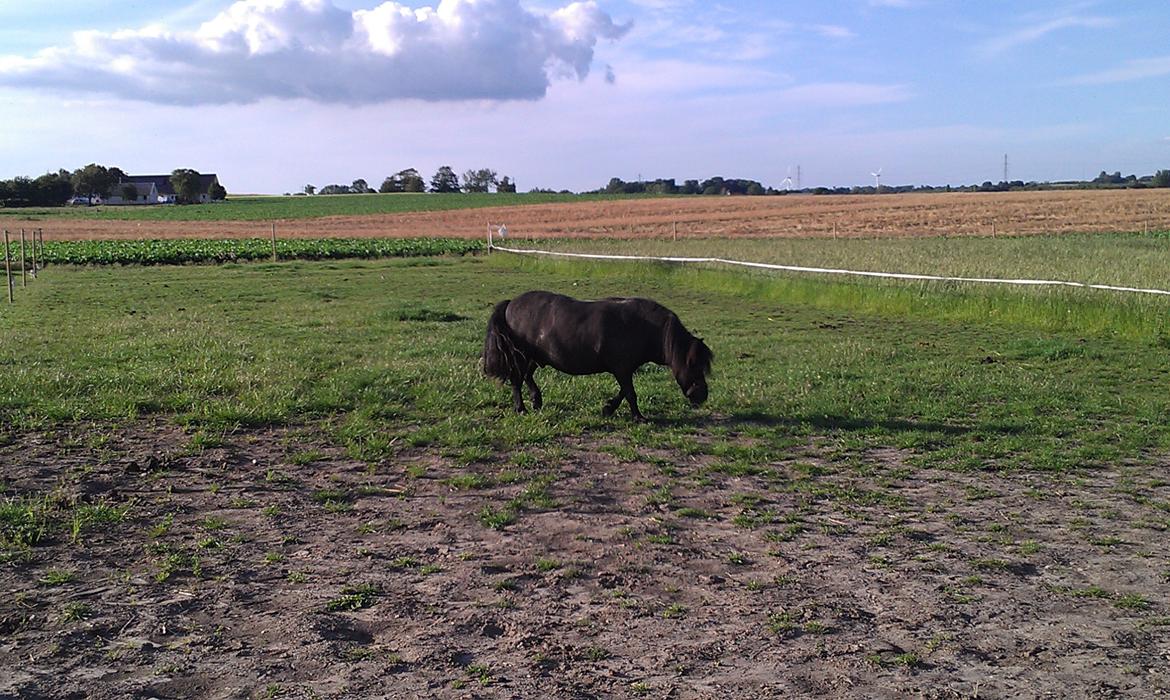 Shetlænder Felix - På folden <3 billede 6