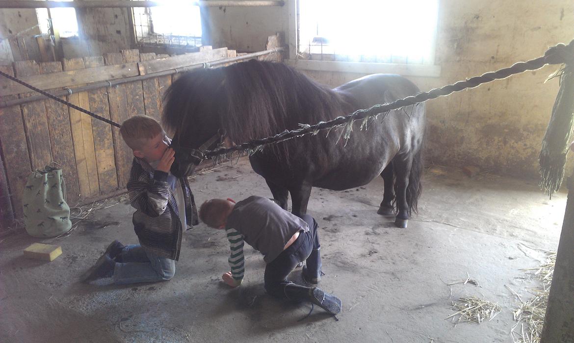 Shetlænder Felix - Hygge på staldgangen<3 billede 8