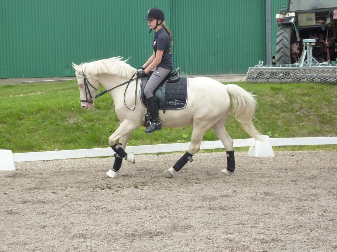 Palomino Atreju *Stjernen* billede 19