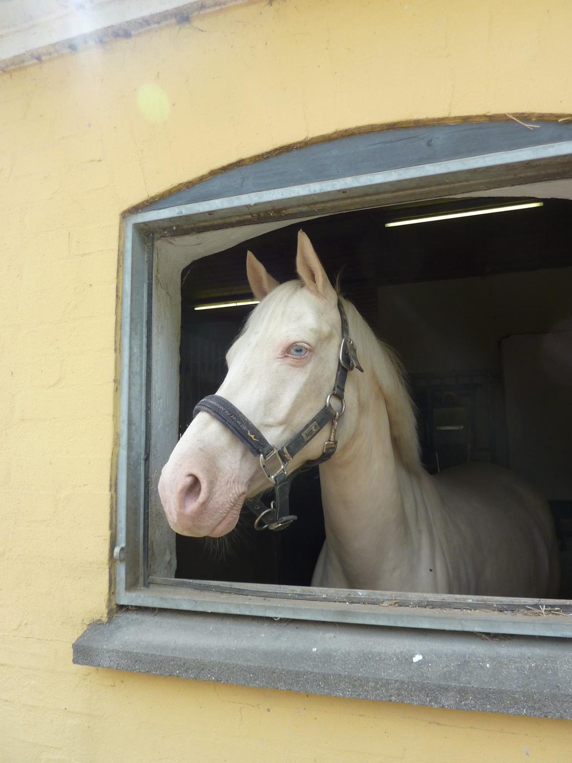 Palomino Atreju *Stjernen* billede 2