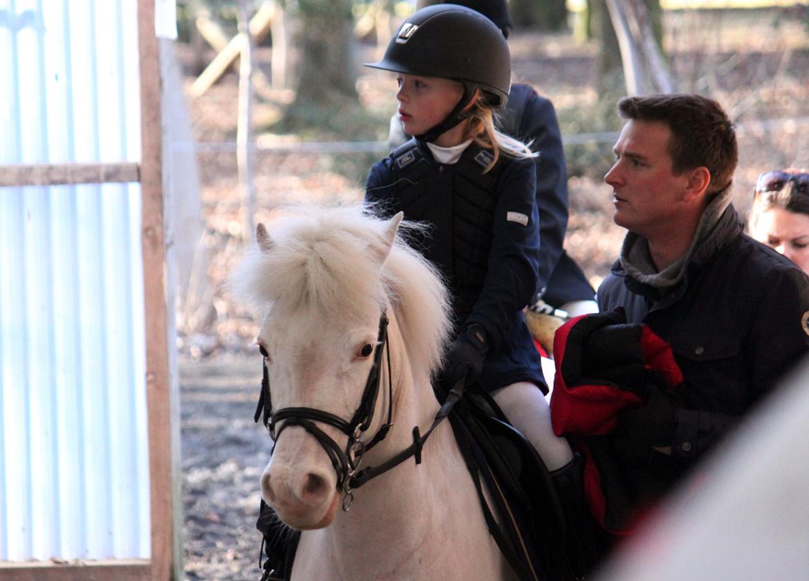 Irsk Sportspony Scarletts Footsteps billede 1