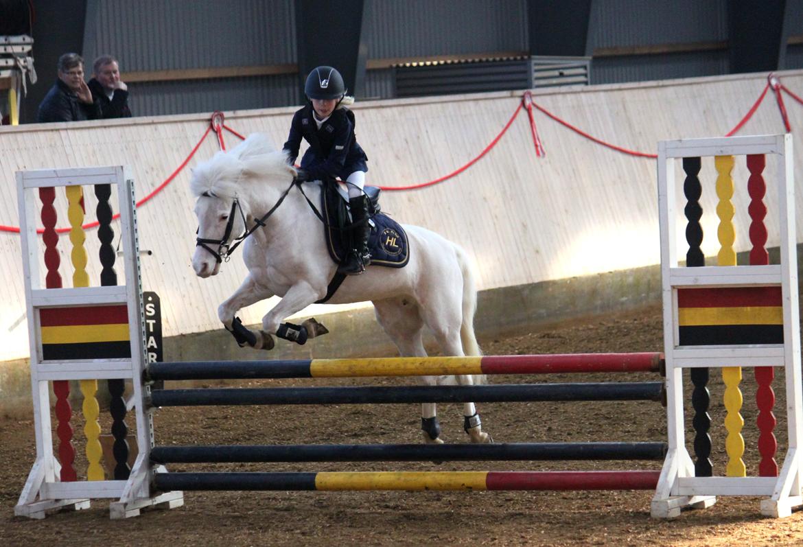 Irsk Sportspony Scarletts Footsteps billede 2